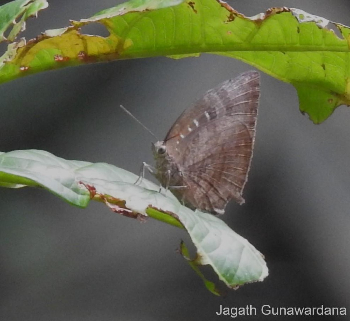 Arhopala centaurus Doubleday, 1847